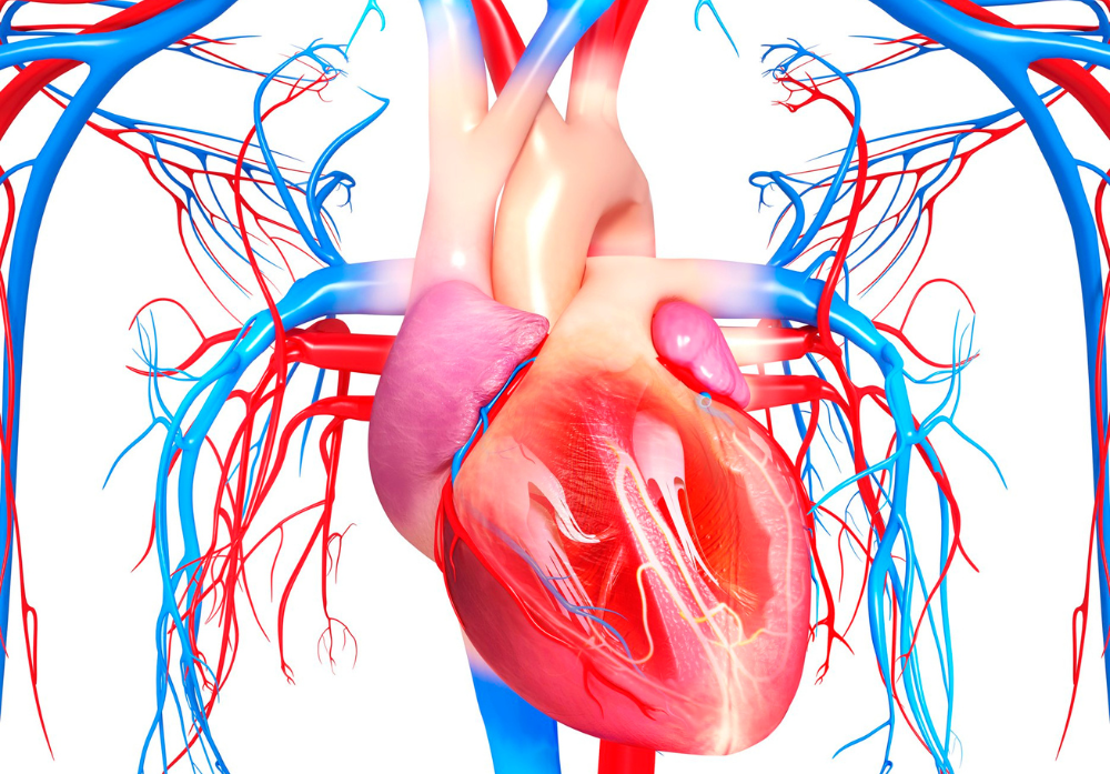 Sistema Cardiovascular